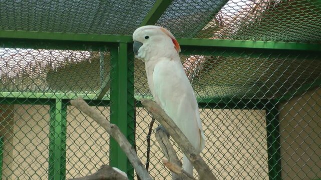 A  Salmon crested Cockatoo on branch