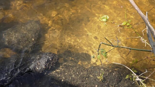 Prehistoric-looking alligator snapping turtle slowly moves its head in the murky shallow water of a swamp, patiently waiting to ambush its prey with its powerful jaws and worm-like lure