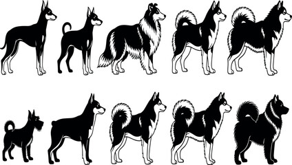 Dog breeds vector illustration set with black and white canine silhouettes including husky collie doberman and schnauzer characters © Tofijun