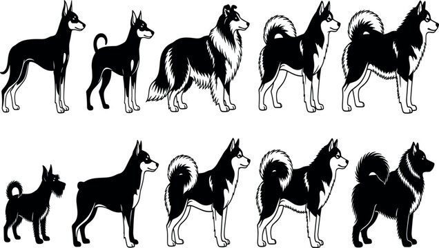Dog breeds vector illustration set with black and white canine silhouettes including husky collie doberman and schnauzer characters
