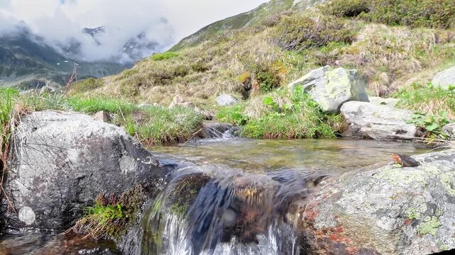 On top of waterfall, the Alpine Newt (Ichthyosaura alpestris)