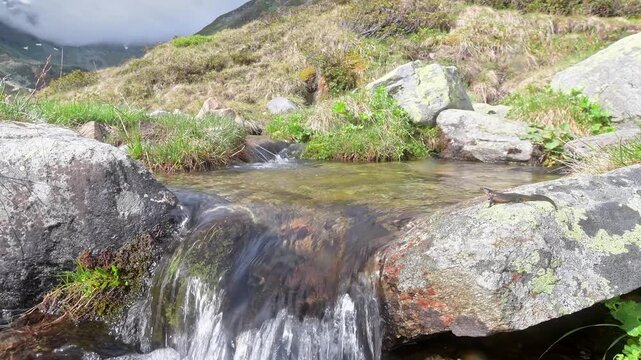 On top of waterfalls in the wild Alps, the Alpine Newt (Ichthyosaura alpestris)