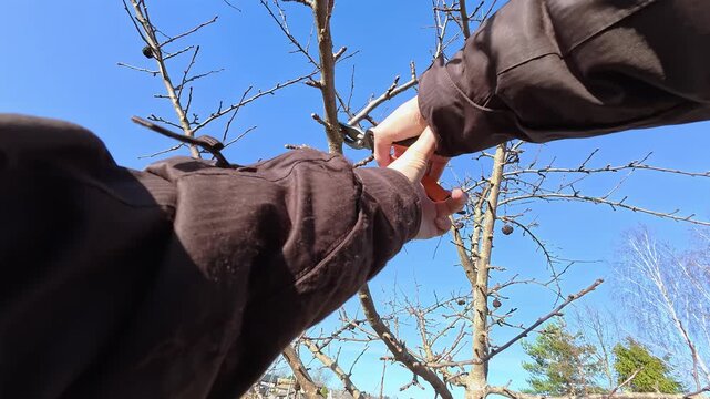 Woman carries out sanitary pruning of the garden. Person prunes fruit tree branch with secateurs likely in autumn, winter or spring. Garden maintenance. Trimming the orchard. Gardening work. 4K video.