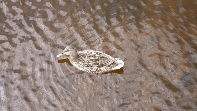 Solitary female mallard duck gracefully swimming in the calm, brown water of a sunlit river, creating gentle ripples on the surface as it moves along, seen from a high angle view