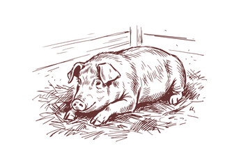Landrace Pig Collection with Farmer and Piglets in Farm Hand Drawn Rough Sketch Vector Illustration © Az to Design