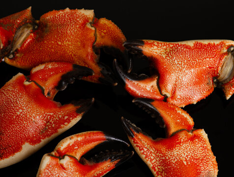 Crabs claws fresh macro texture. Crabs claws cracked shell concept. Crabs claws minimal vibrant background. Crab culinary restaurant detail.