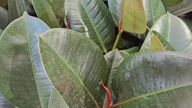 Close look at rubber plant leaves in a garden during daytime