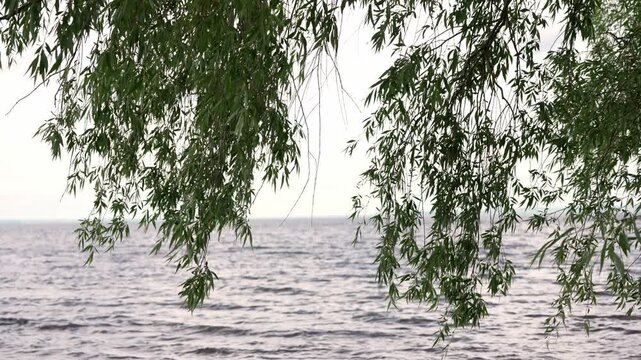 Green weeping willow branches with long leaves gently swaying in the wind, with a calm lake or sea rippling in the background, creating a peaceful and serene natural atmosphere