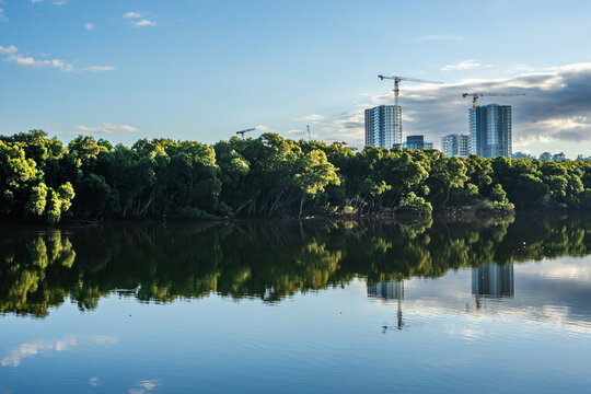 A calm stretch of the Parramatta River framed by dense mangroves, their reflections merging with the still water.