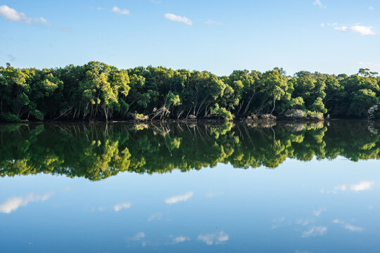 A calm stretch of the Parramatta River framed by dense mangroves, their reflections merging with the still water.