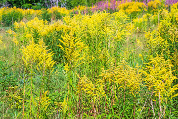 Obraz premium Flowering meadow with Goldenrod flowers a invasive species