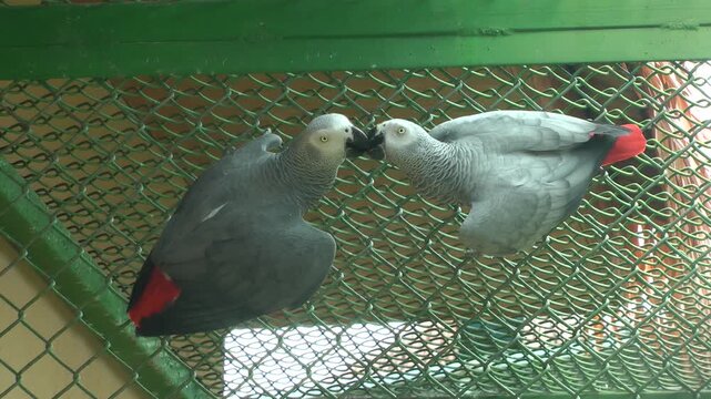 African Grey Parrot