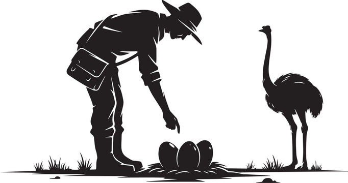 silhouette Man collecting ostrich eggs from nest with ostrich grass