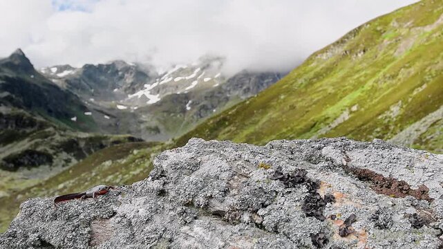 Wild Alps in the summer season, the Alpine newt (Ichthyosaura alpestris)
