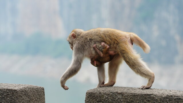 The cute wild monkeys playing in the national park in China