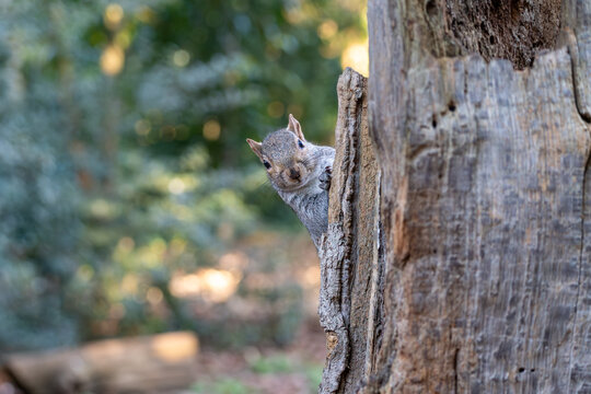 Grey squirrel (Sciurus carolinensis) peering curiously around dead tree trunk in park, London, England, UK