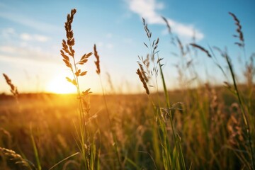 Fototapeta premium The grasses in a sunlit meadow at golden hour with warm glowing sunset
