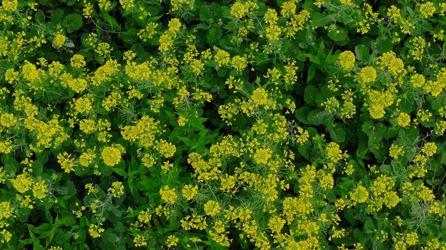 Top down aerial view of blooming yellow flower field in spring