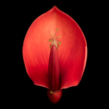 Red Flower on Black Background