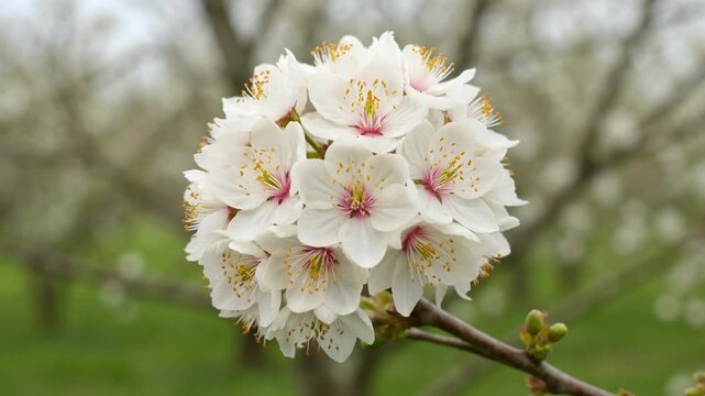 Close-up of a dense spherical cluster of white cherry blossoms blooming on a branch in spring, with a soft blurred natural background.
