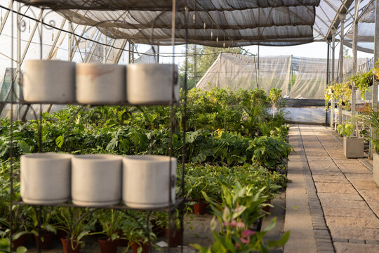 Rows of potted foliage plants are filling greenhouse benches and edging paved walkway, warm light