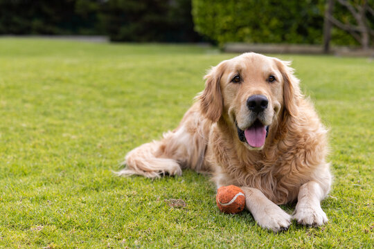 Golden retriever is lying on neatly mown lawn with orange tennis ball near front paw