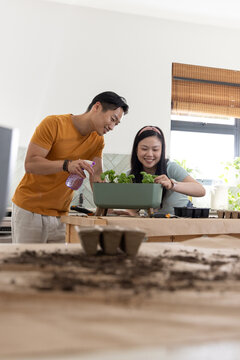 Asian couple tending seedlings in green planter on kitchen kraft table, misting with purple mister