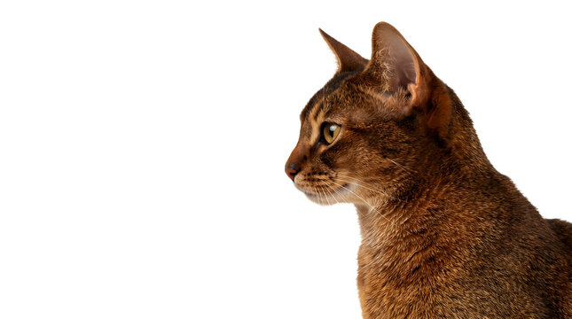 Side profile of Abyssinian cat looking left isolated