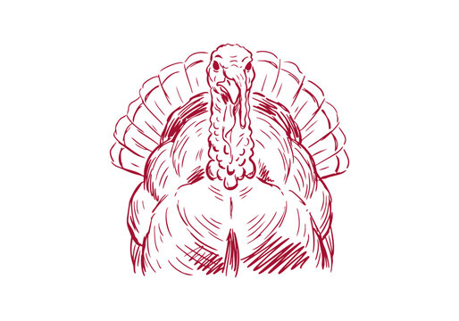 Turkey Bird Asset Collection Featuring Wild and Farm Poultry Activities Hand Drawn Rough Sketch Vector Illustration