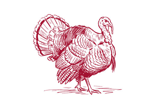 Turkey Bird Asset Collection Featuring Wild and Farm Poultry Activities Hand Drawn Rough Sketch Vector Illustration