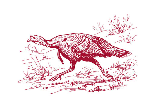 Turkey Bird Asset Collection Featuring Wild and Farm Poultry Activities Hand Drawn Rough Sketch Vector Illustration