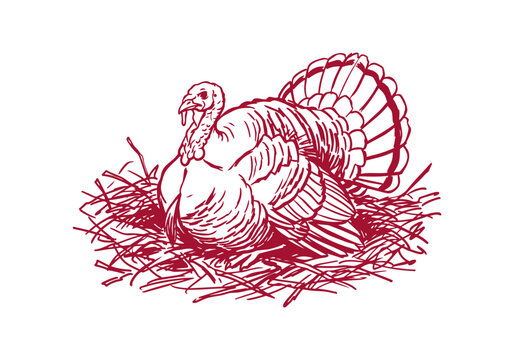 Turkey Bird Asset Collection Featuring Wild and Farm Poultry Activities Hand Drawn Rough Sketch Vector Illustration