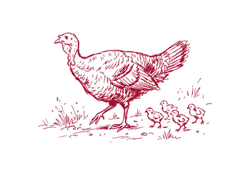 Turkey Bird Asset Collection Featuring Wild and Farm Poultry Activities Hand Drawn Rough Sketch Vector Illustration