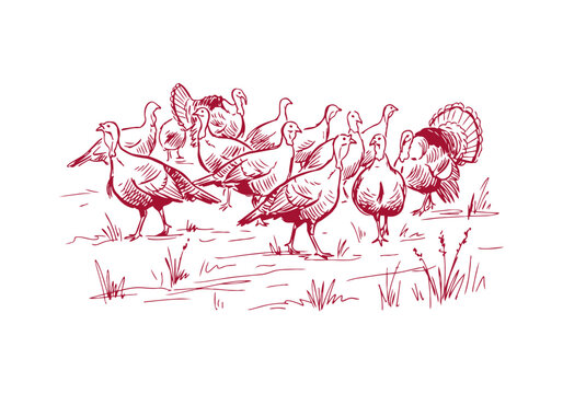 Turkey Bird Asset Collection Featuring Wild and Farm Poultry Activities Hand Drawn Rough Sketch Vector Illustration