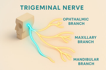Naklejka premium Fascinating and clear isometric trigeminal nerve diagram displaying ophthalmic, maxillary, and mandibular branch structures with bright neon lines for modern healthcare