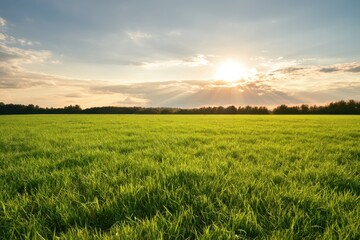 Obraz premium The green field bathed in golden sunrise with expansive sky and distant treeline