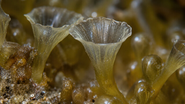 Magnified, trumpet shaped siphon tip of tropical umbrella algae colony. This serene close up shows delicate expansion of marine organism Acetabularia underwater
