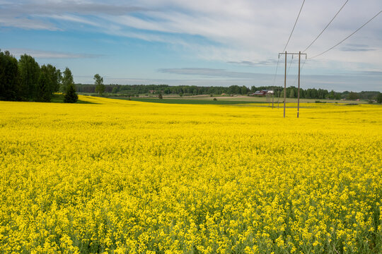 Powerline through yellow field of Oilseed rape