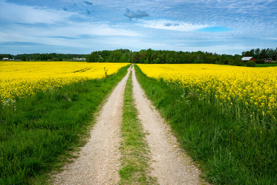 Narrow gravel road through oilseed rape field