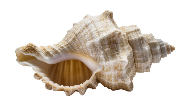 Large beige spiral seashell with textured surface and frilled edge