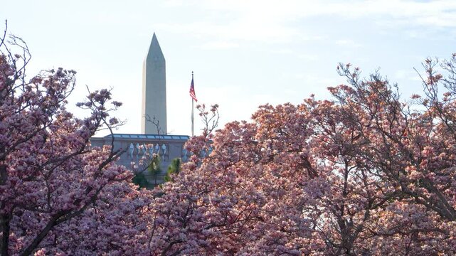 Spring Magnolias at the Smithsonian Castle with Washington Monument View