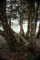 Fototapeta premium Creepy Whimsy Organic Tree