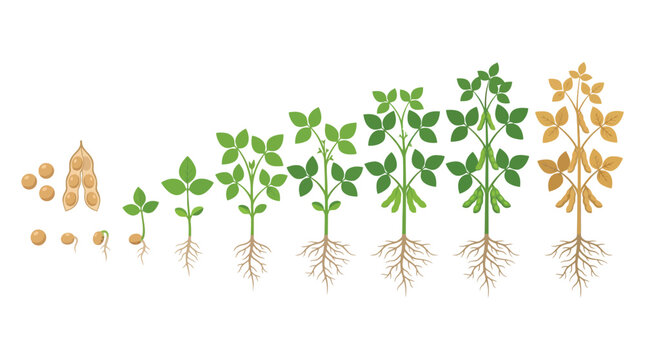 Detailed botanical illustration showing the complete life cycle of a soybean plant from a tiny seed to a fully mature crop ready for harvest captured in flat style on white background