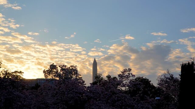 Spring Magnolias at the Smithsonian Castle with Washington Monument View