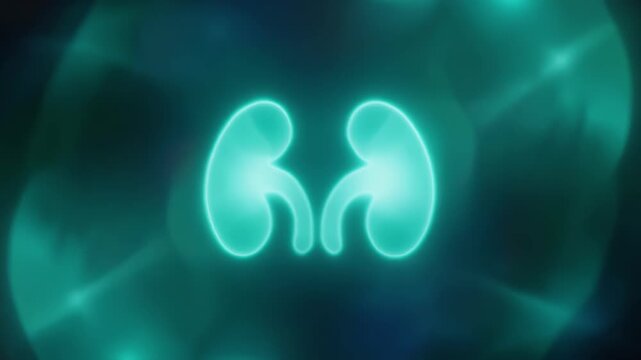 Glowing Neon Human Kidneys Medical Science Abstract Background.