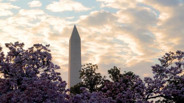 Spring Magnolias at the Smithsonian Castle with Washington Monument View