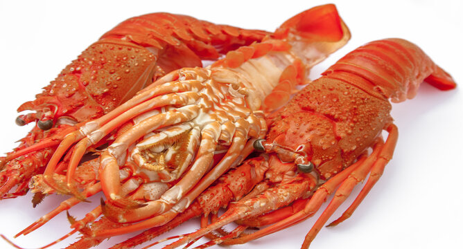 Langoustes 