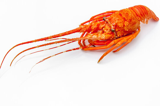 Langouste 