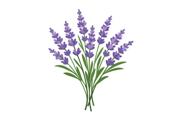 Obraz premium Bouquet of purple lavender flowers isolated on white background with lavender botanical isolated