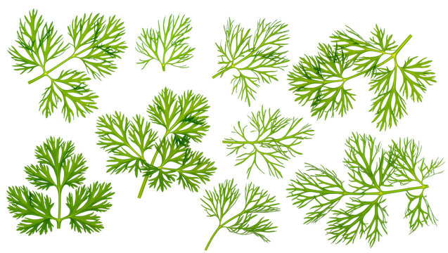 Fresh green dill sprigs and leaves arranged